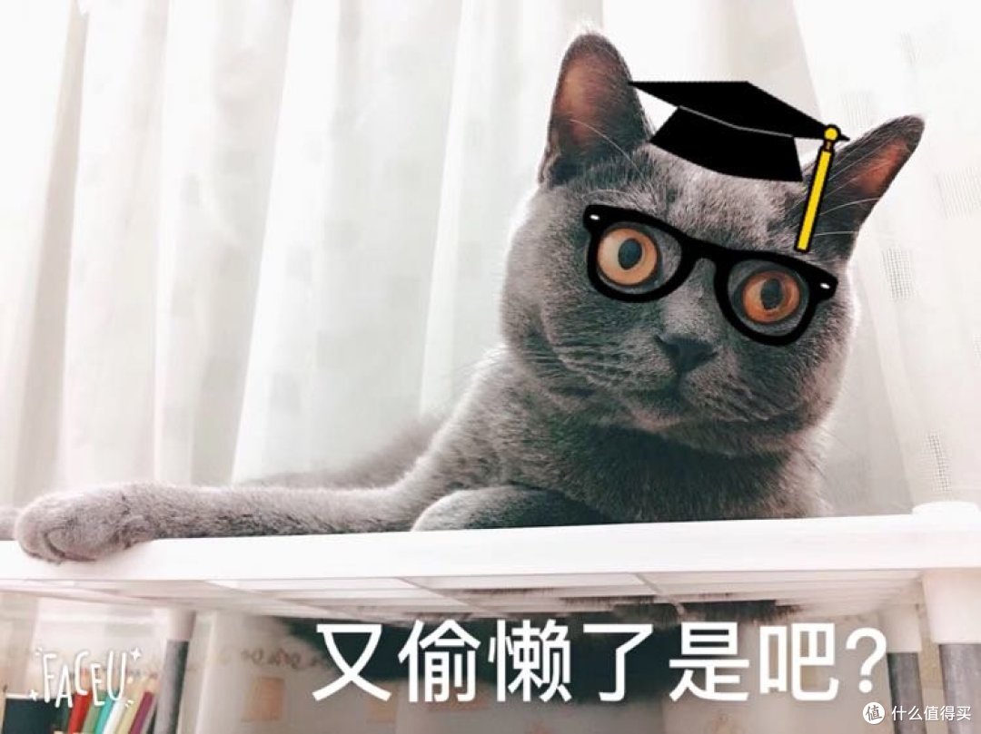 #原创新人#原来猫咪这么萌