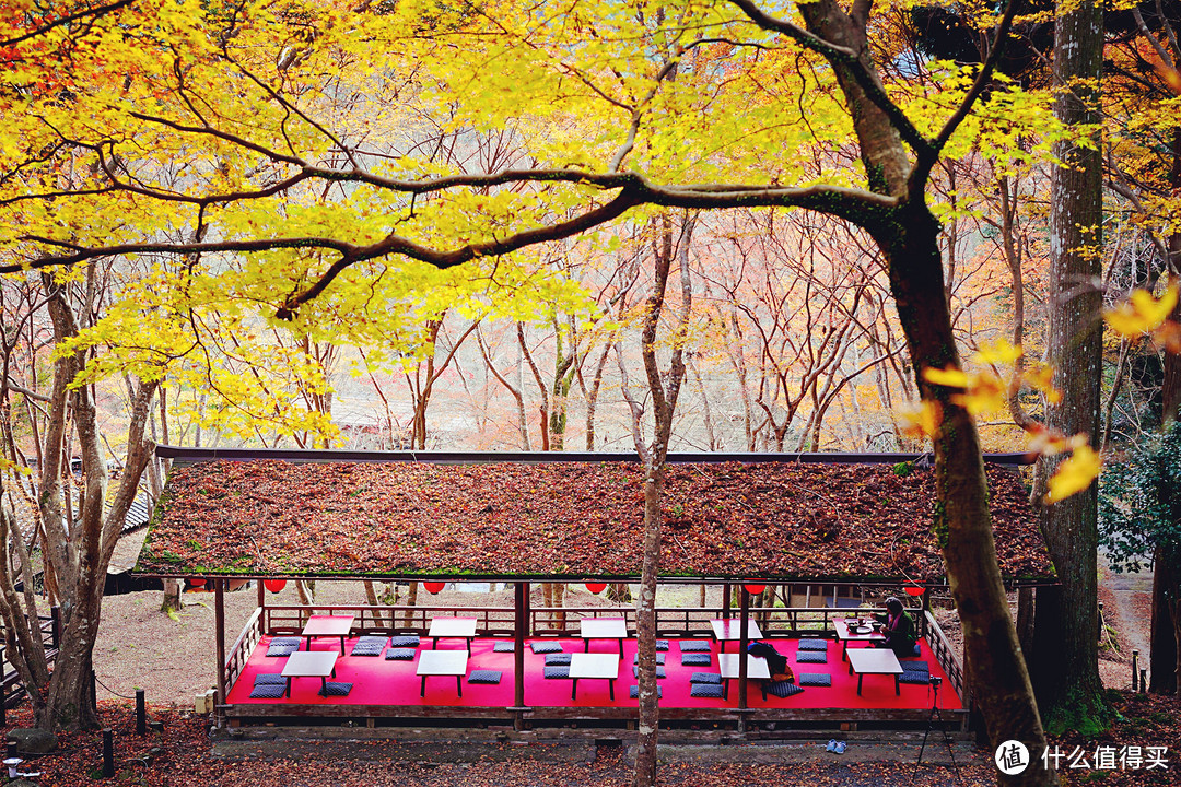 京都红叶狩—神护寺