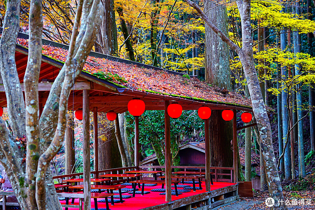 京都红叶狩—神护寺