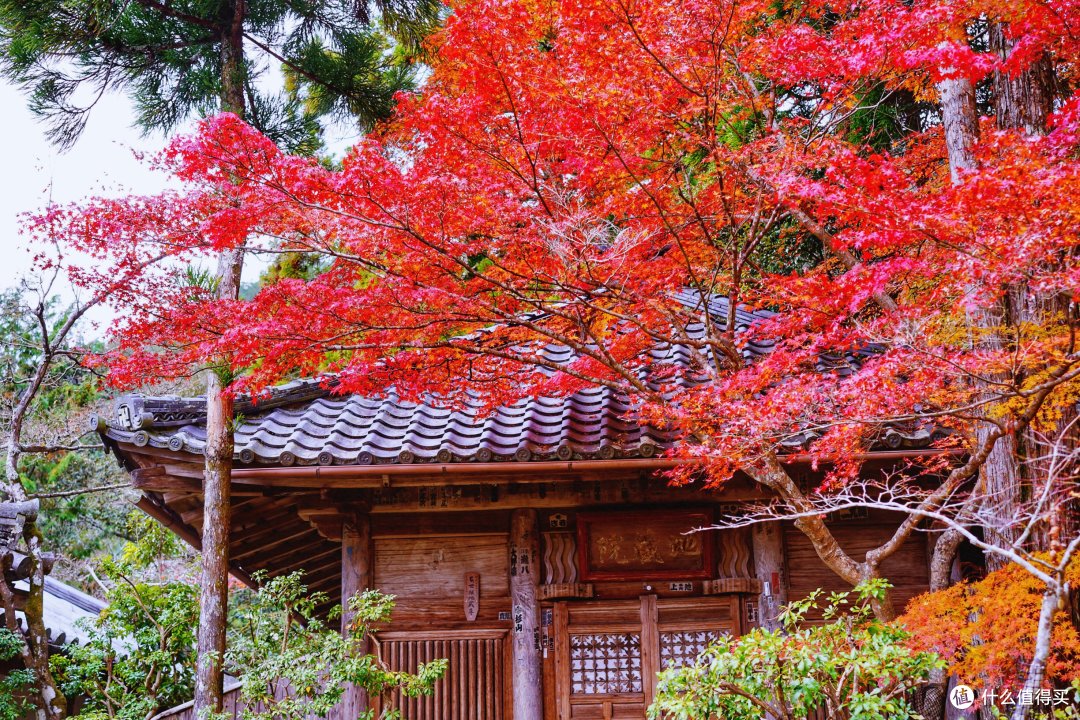 京都神护寺旅游攻略 京都有什么好玩的地方 什么值得买
