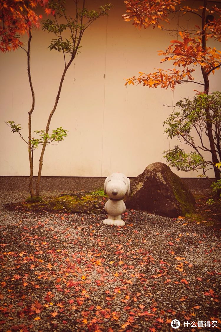冬日亲子漫游九州(福冈,由布院,黑川温泉,熊本,指宿和鹿儿岛)