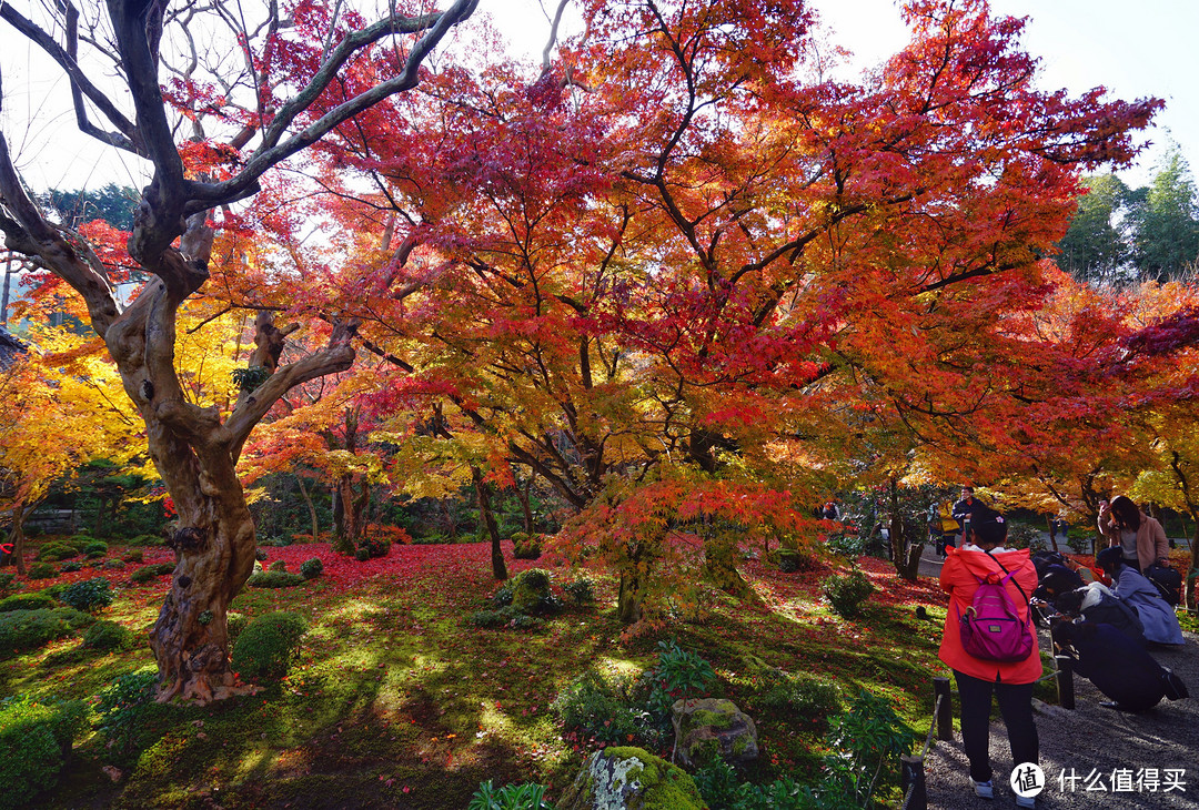 京都：圆光寺，京都御院，伏见稻荷