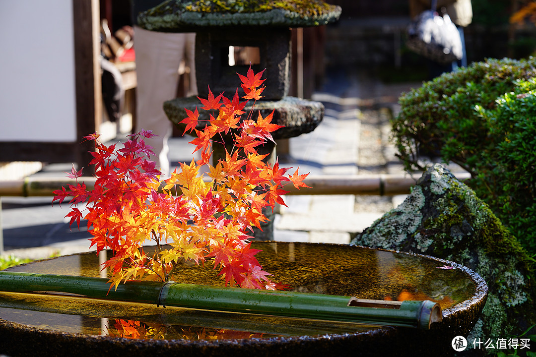 京都：圆光寺，京都御院，伏见稻荷