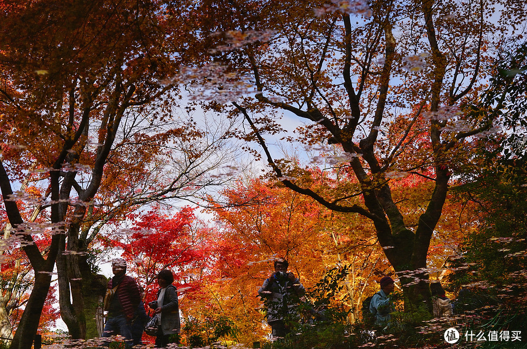 京都：圆光寺，京都御院，伏见稻荷