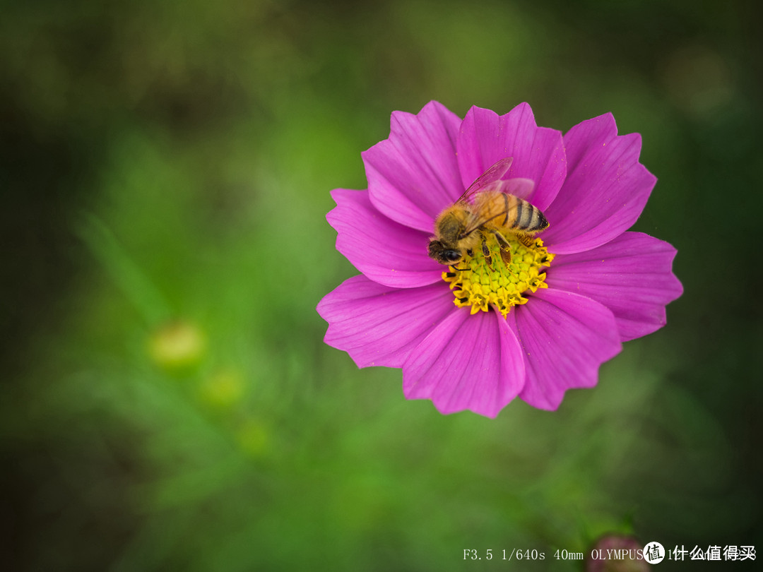 似曾相识的起点：重归变焦，OLYMPUS 奥林巴斯12-40mm f2.8 PRO 镜头 赏析