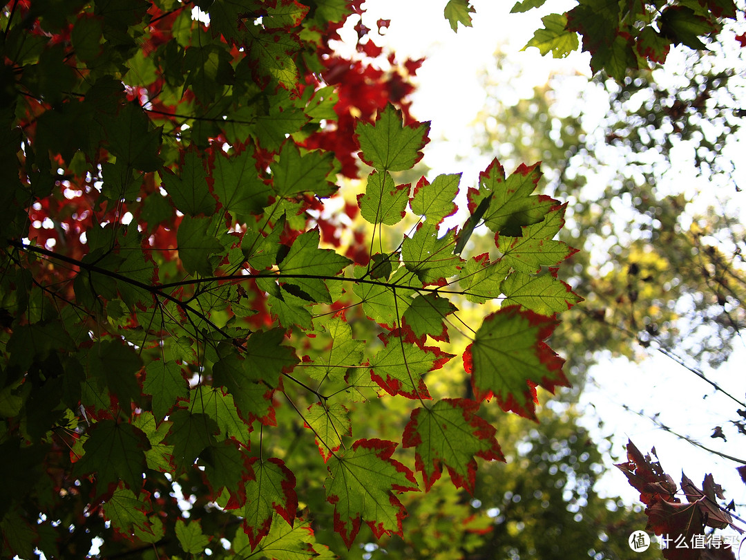 20mm/f1.7镜头还是很锐的