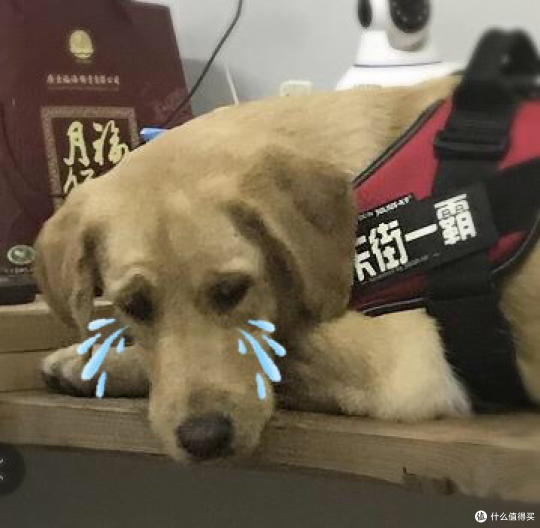一直吃多拉多的口粮历程——百利狗粮测评（安娜玛特&wellness对比）