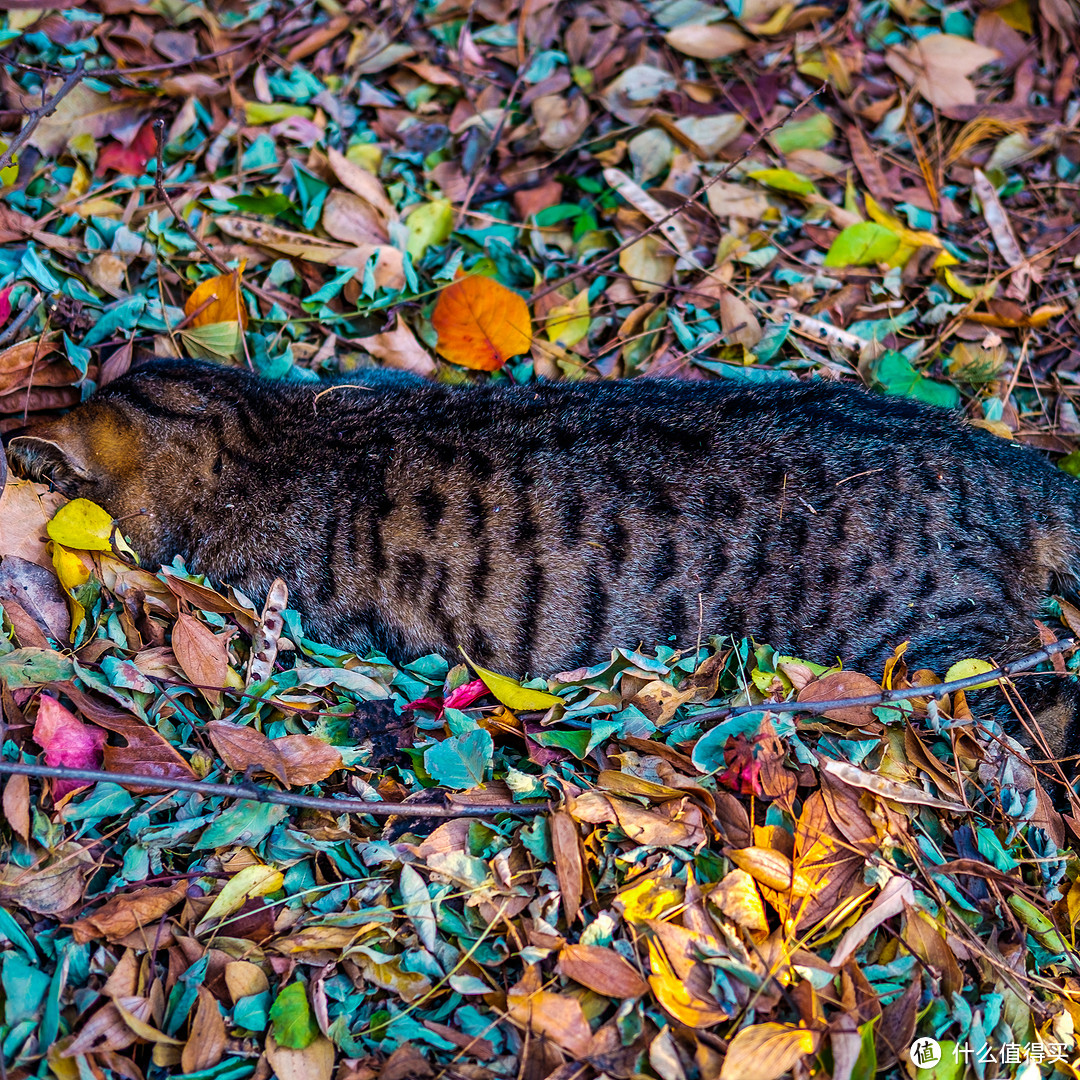 XE2+35F2,这只流浪猫死在八大关附近一堆落叶中，令人唏嘘