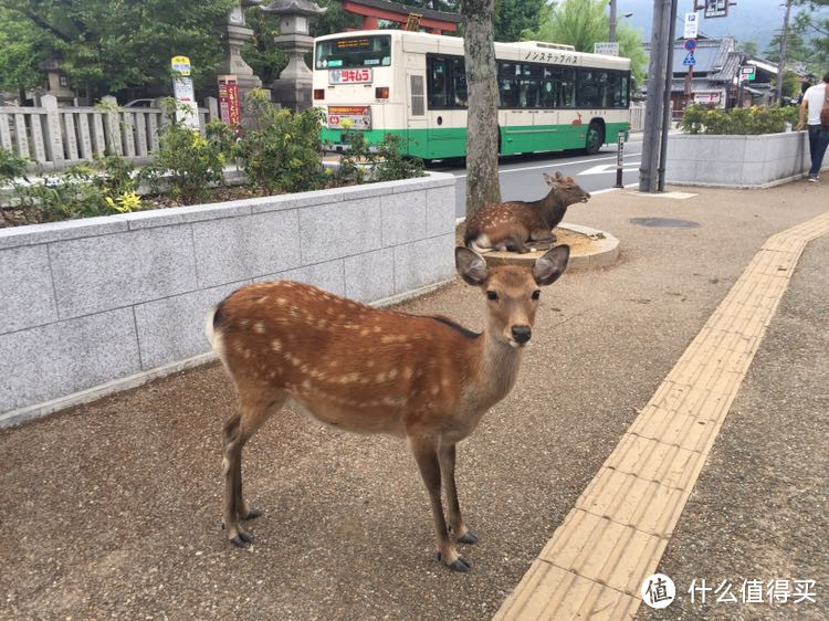 下半篇  感受奈良京都的和风+重返大阪