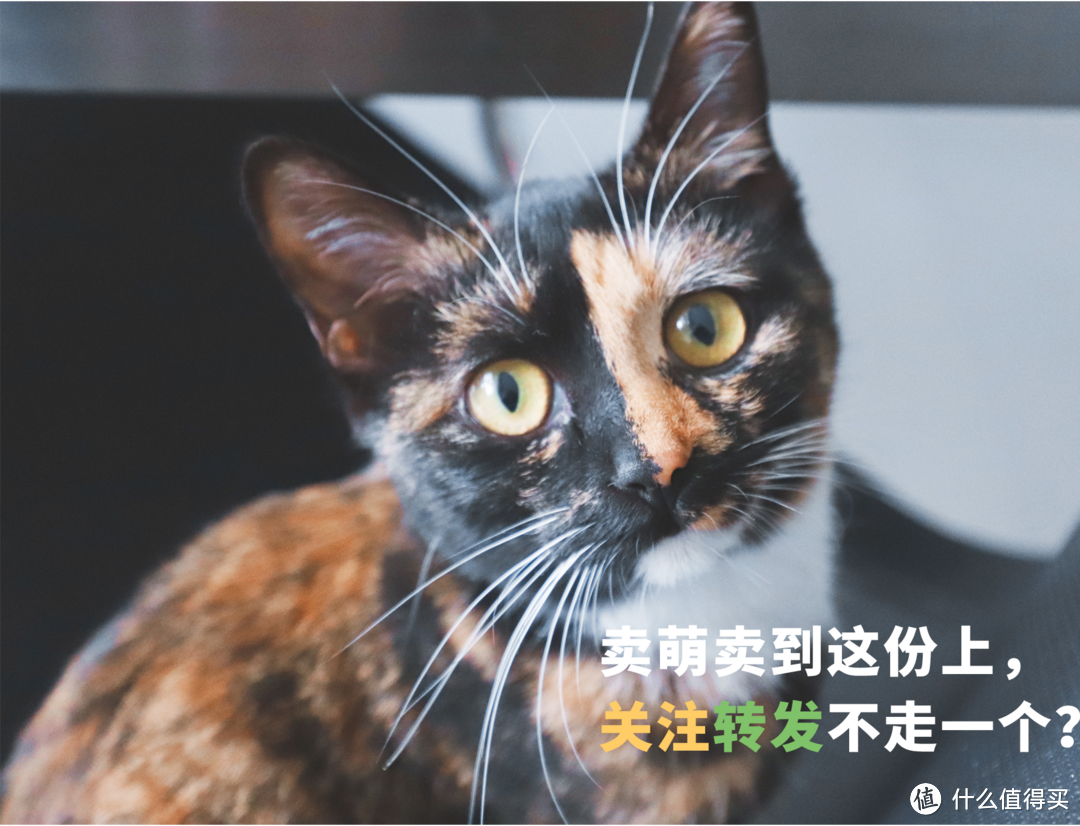 为了吃个山核桃,人类至于动用那么多工具对待它!