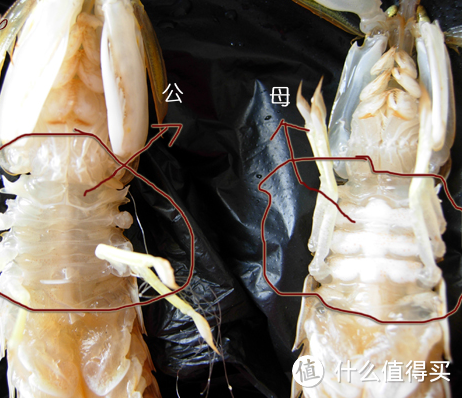 假期还在叫外卖？手把手教你做出堪比大排档的椒盐濑尿虾！