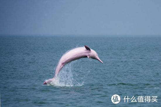 与鲸鲨同游，还有沙丁鱼风暴？这4个海豚圣地好玩到你不想走