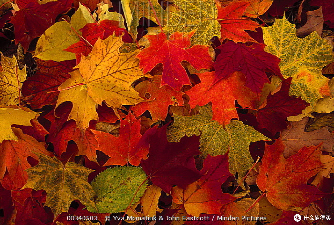 18年物种日历篇五 枫糖 来自枫叶之国加拿大的液体宝藏 食品生鲜 什么值得买