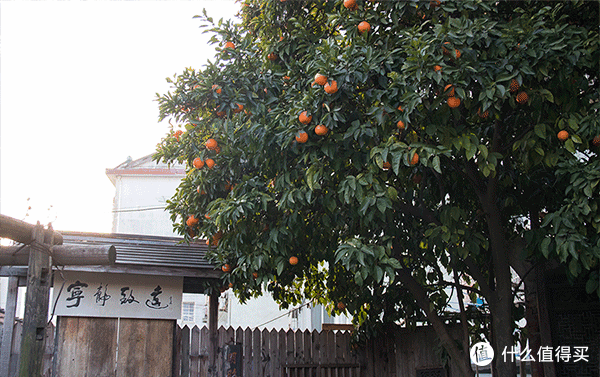 吃撑、玩好、买足:朱家角美食一日游
