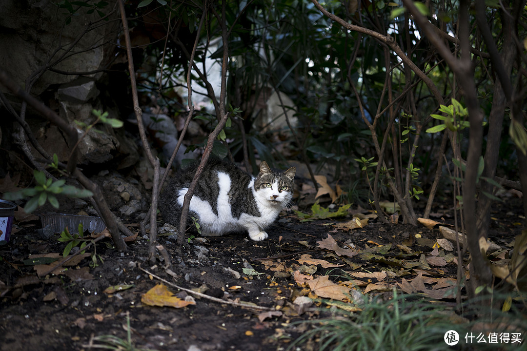 轻巧可靠，小而有为—SONY 索尼 FE 35mm f2.8 相机镜头 开箱及大量样片