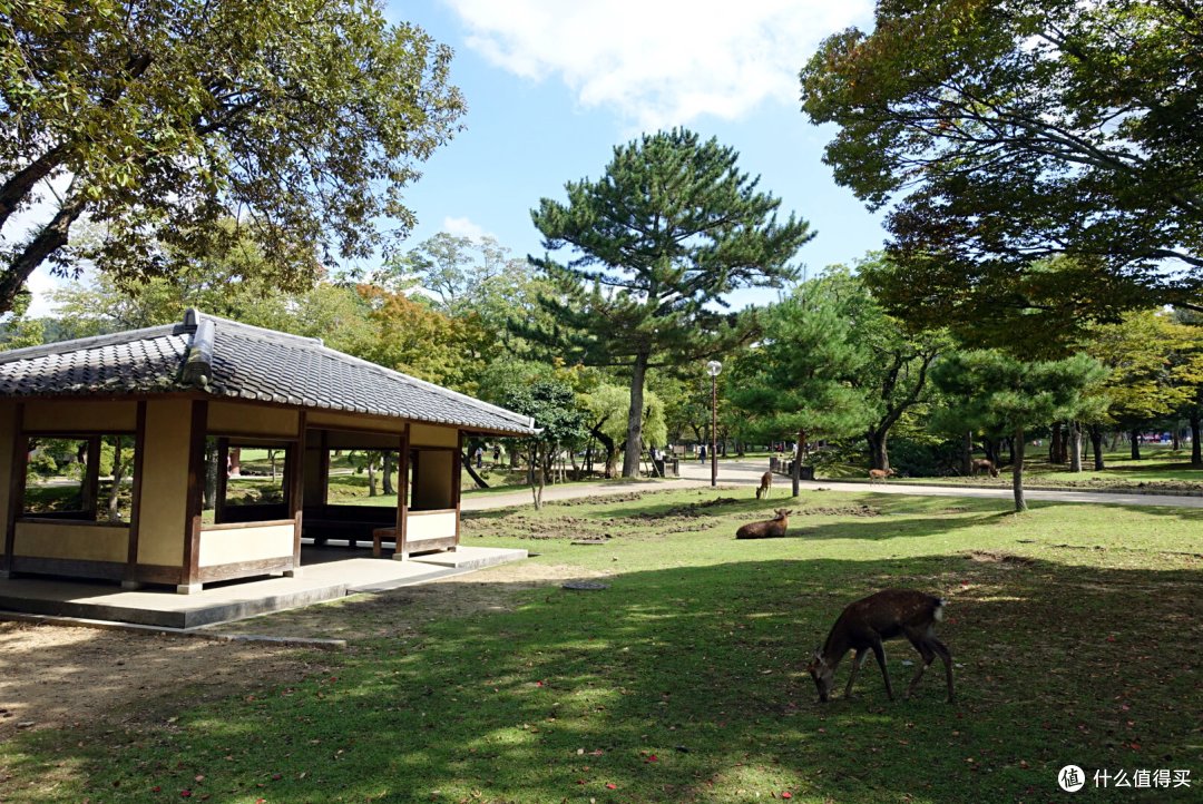 记京都、奈良、大阪、东京小游：败家媳妇日本之旅合集