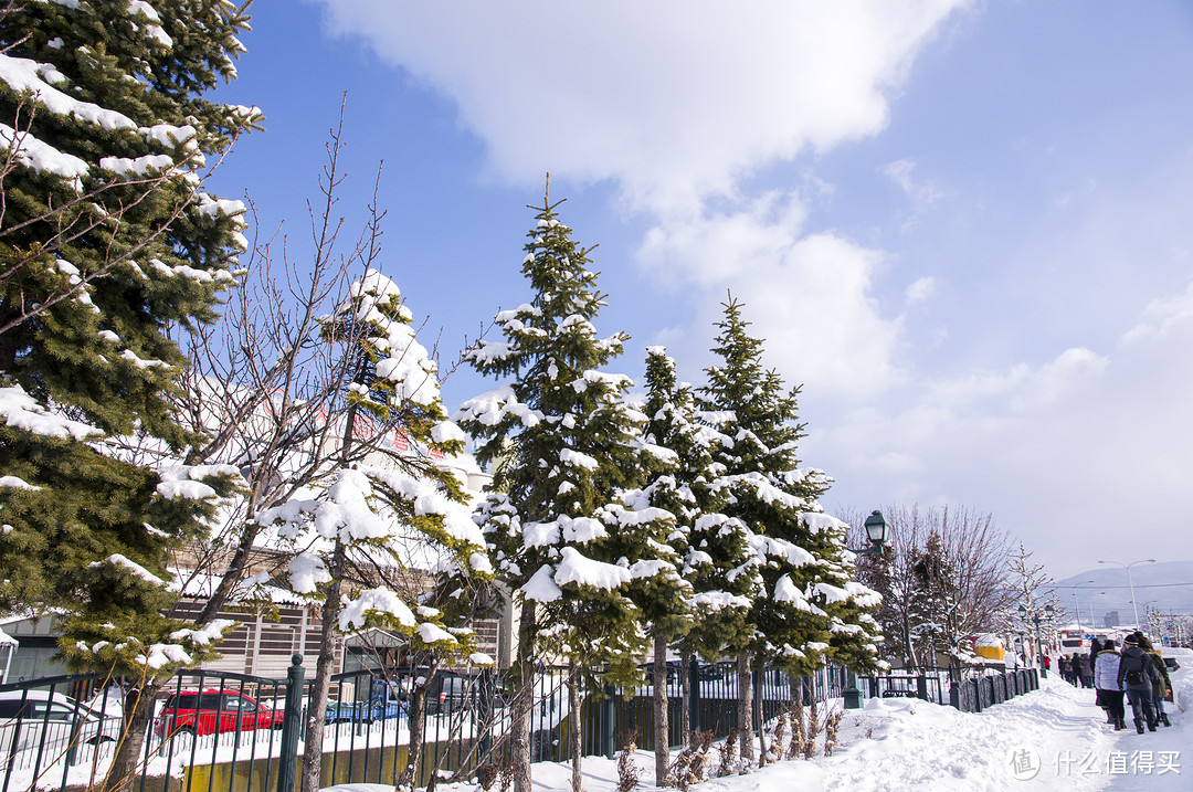 #原创新人#冬季的气息—北海道冰雪王国之旅（星野、小樽、札幌）