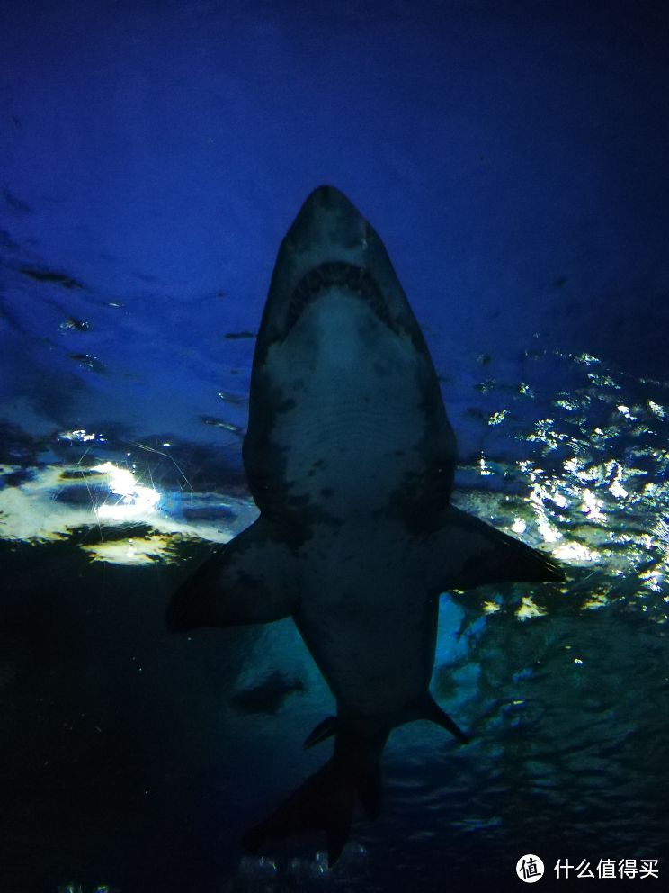 水族馆不大，但做的很好