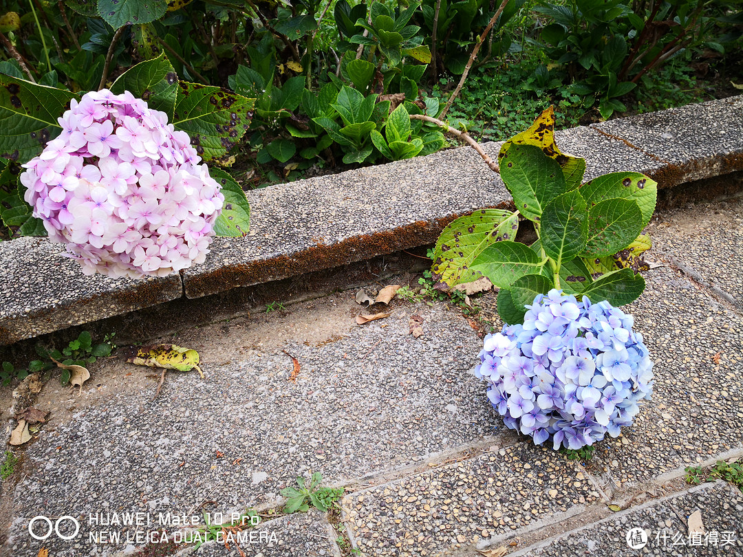 芽庄→大叻