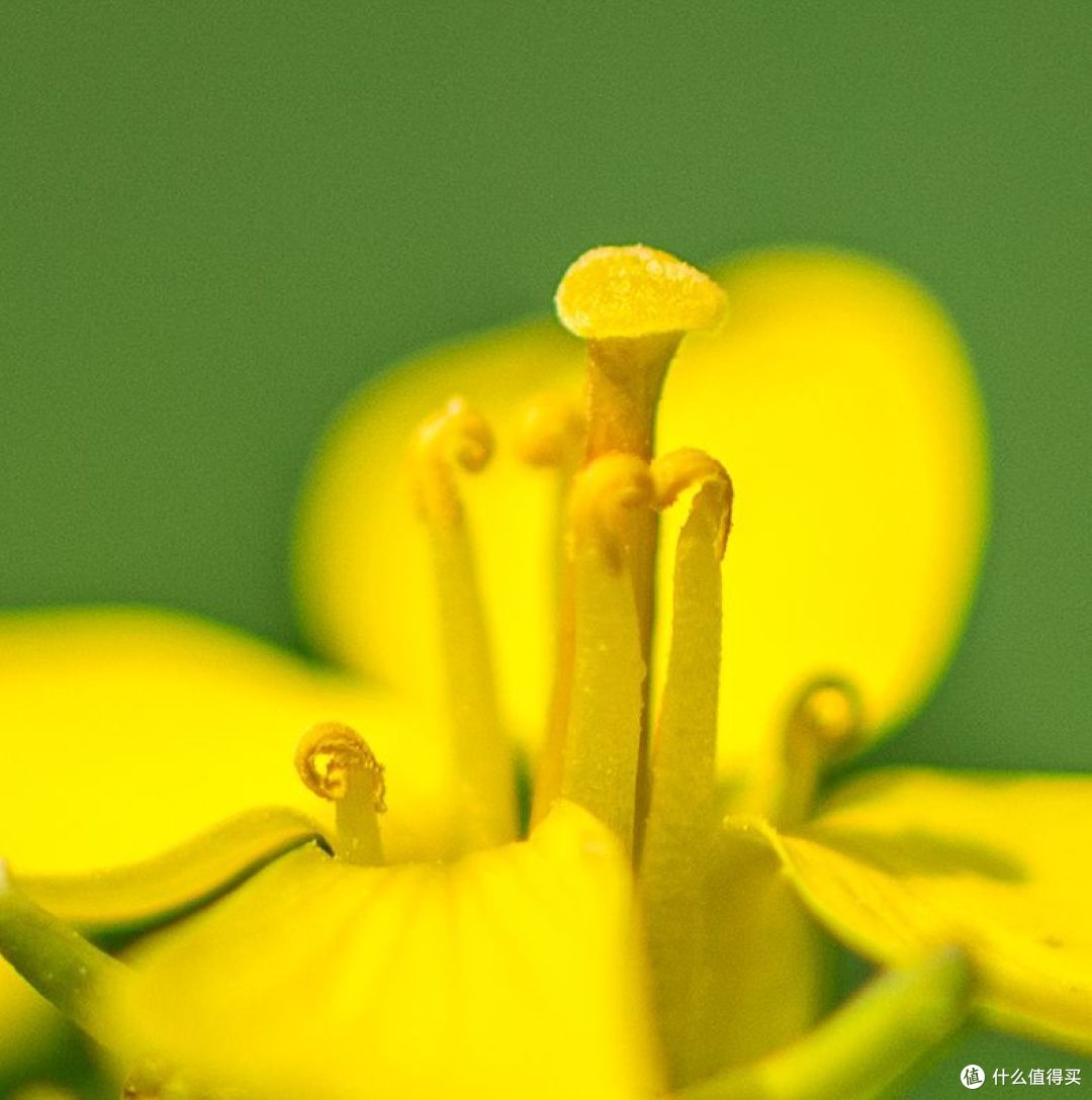发现微距下的新世界—Nikon 尼康 AF-S 105mmf/2.8GIF-EDVR 105/2.8G 微距定焦镜头