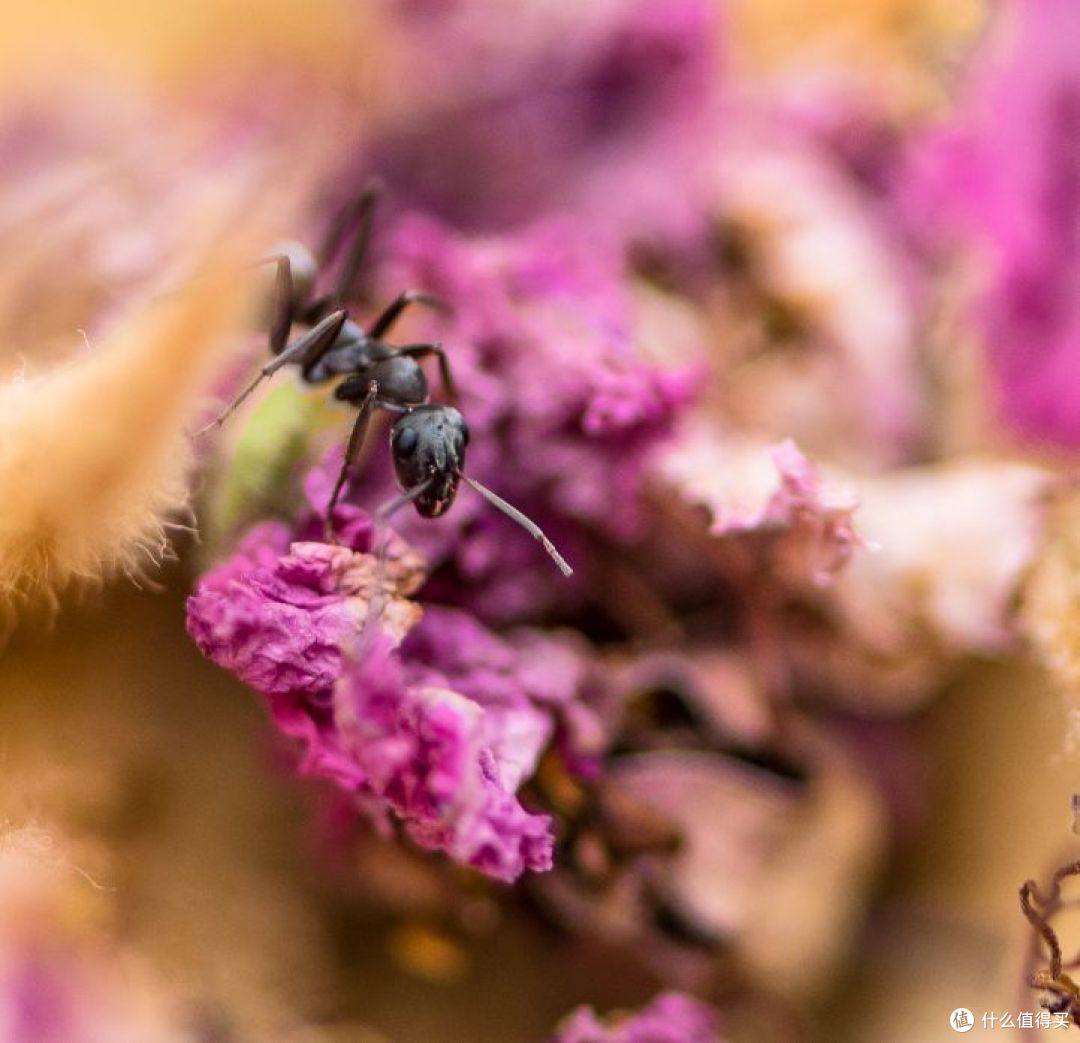 发现微距下的新世界—Nikon 尼康 AF-S 105mmf/2.8GIF-EDVR 105/2.8G 微距定焦镜头