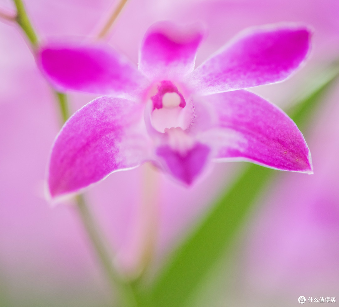 发现微距下的新世界—Nikon 尼康 AF-S 105mmf/2.8GIF-EDVR 105/2.8G 微距定焦镜头