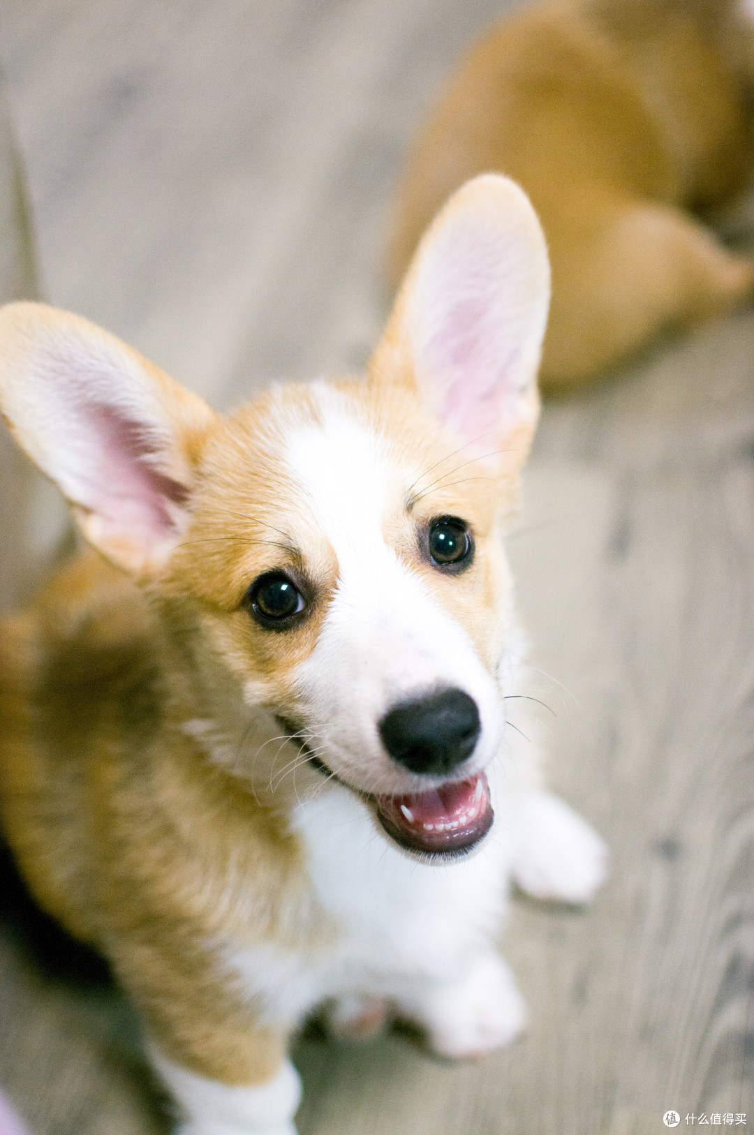 奇奇家的柯基宝宝们 篇三:我们是七只可爱的小柯基