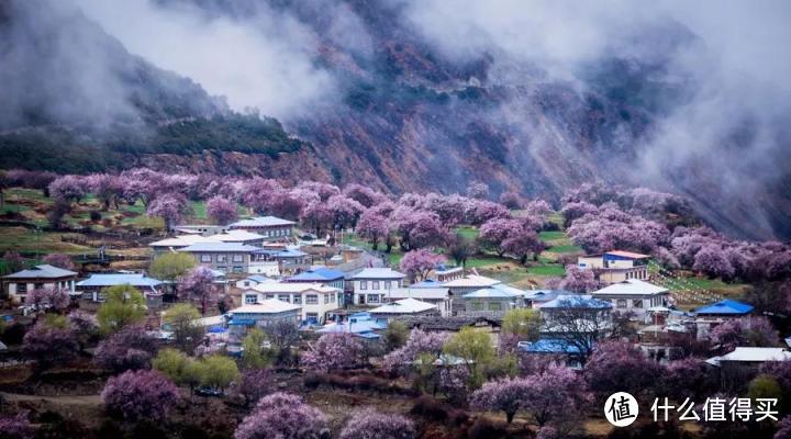 不负春光：鲸宝带你看花玩水，嗨翻春天！