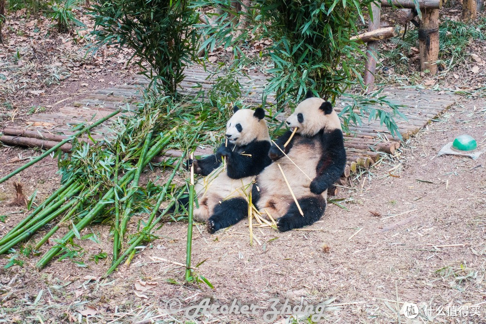 #剁主计划-西安#撸最拽的串，吸最贵的猫—成都游记