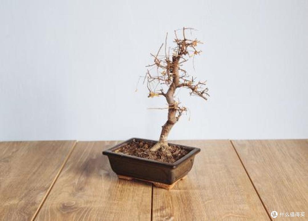 小众却不小资的物件-Wisgrow 慕奈花舍 三生石 智能养花机评测