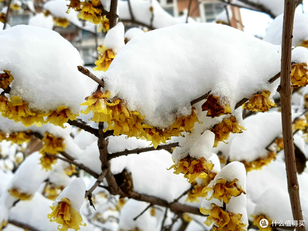 2018惠山的雪与鼋头渚的樱花