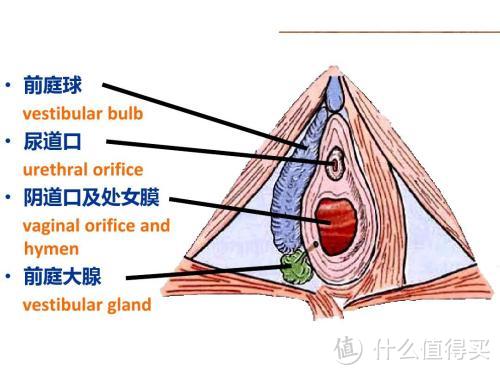 【暮三曦四】⑳—仿若无物的 TAMPAX 丹碧丝 隐形卫生棉条