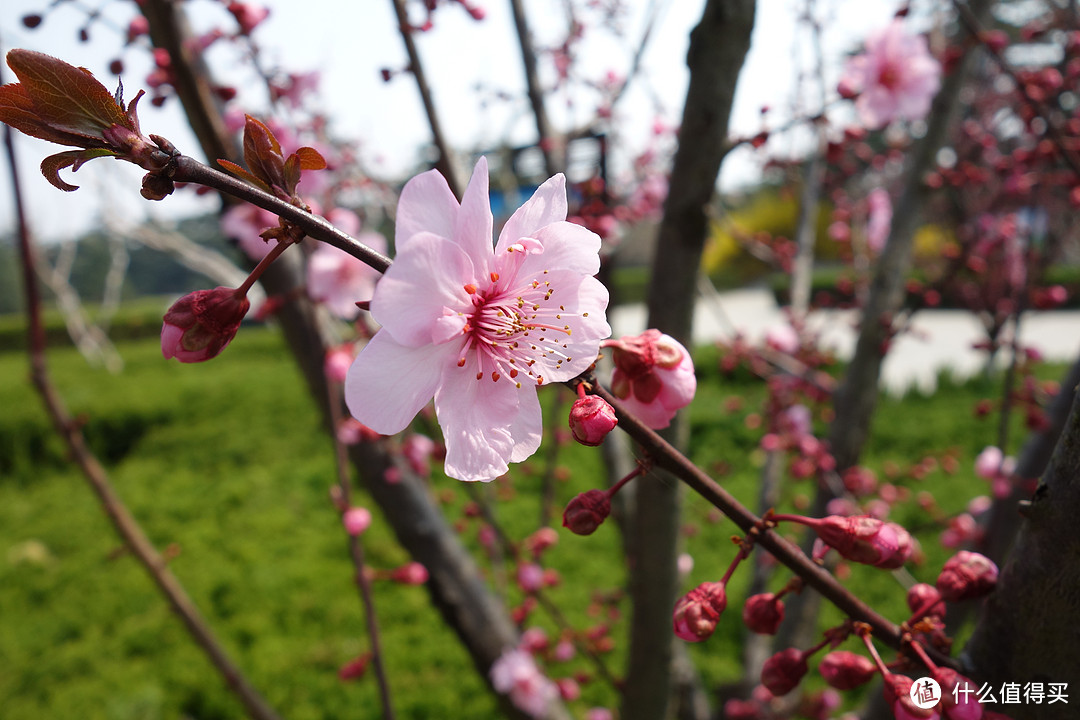 #剁主计划-西安#十里春风溢花香，纵览山河拜英雄：徐州小游记