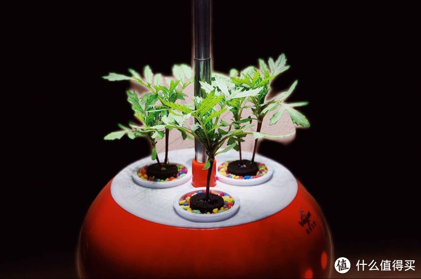 #剁主计划-长沙#高科技智能养花也救不了我：慕奈花舍 植记 智能养花机 种植两个月体验