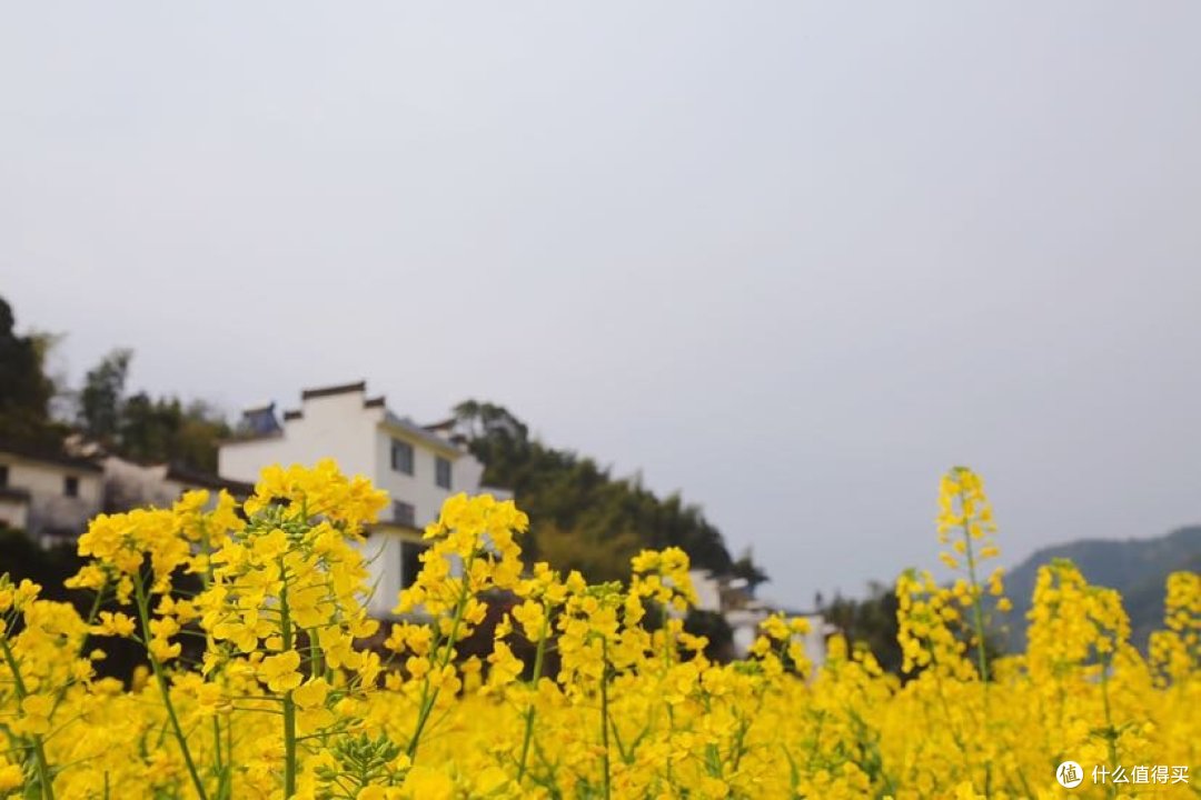 岛上人家
