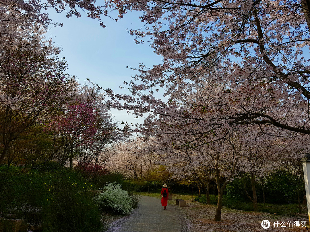 2018惠山的雪与鼋头渚的樱花