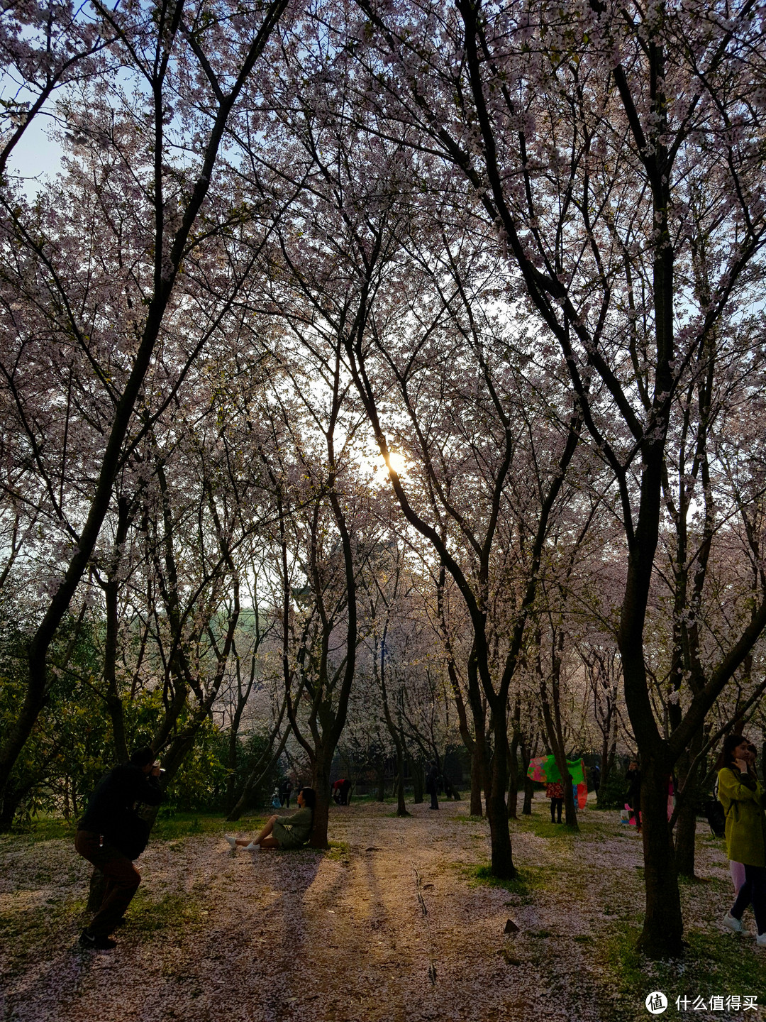 2018惠山的雪与鼋头渚的樱花