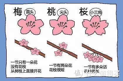 拒绝土味！变身樱花味女孩就靠它们？！