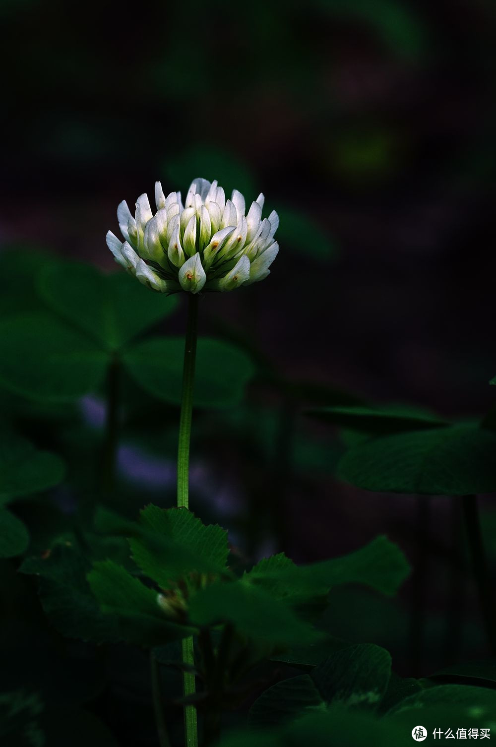 春天来了，简单说说怎么拍好花