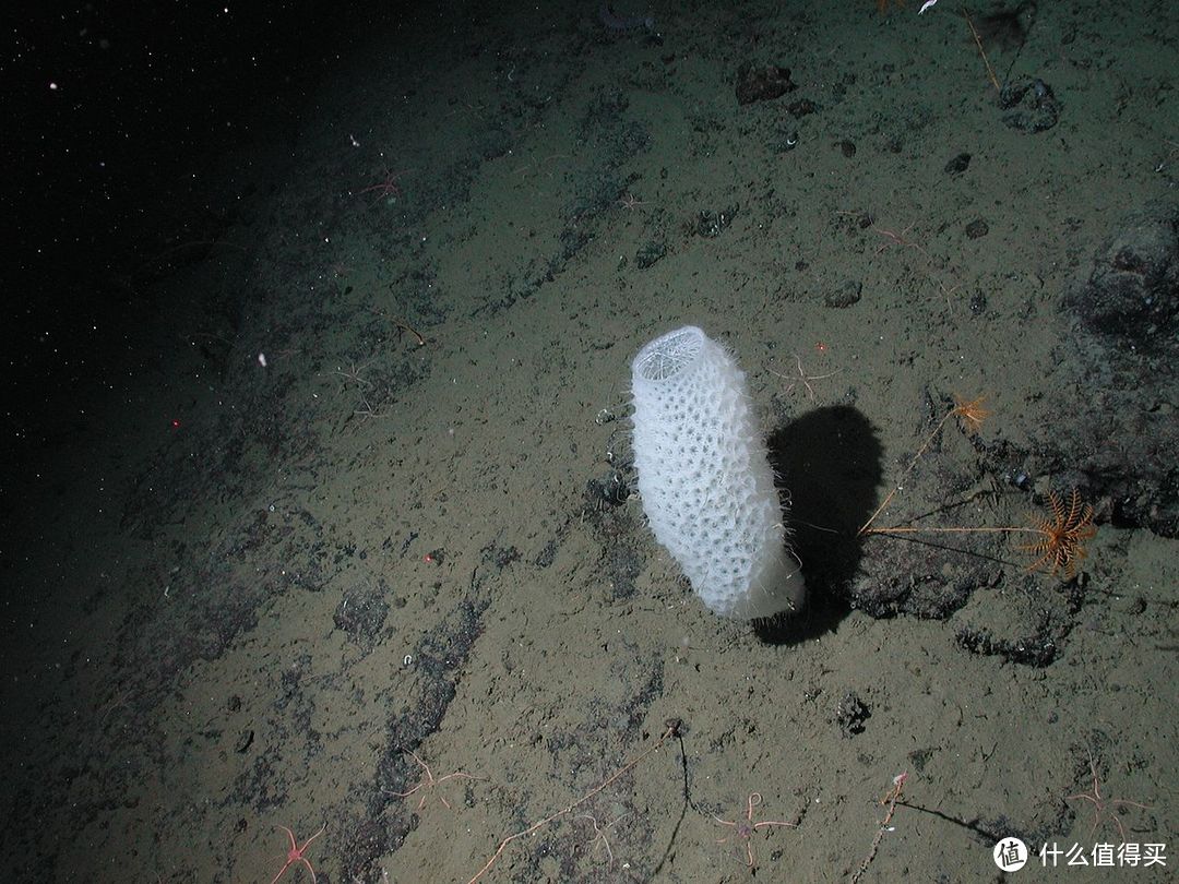 noaa原始的海绵种类如白枝海绵属(leucosolenia)的水沟系是最原始