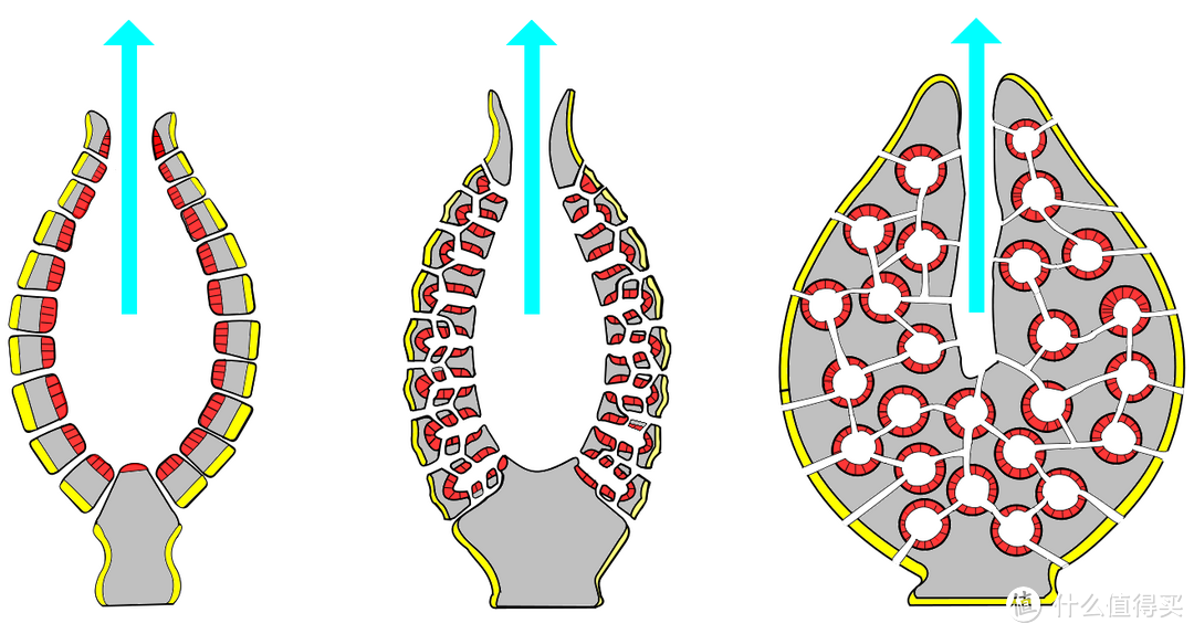 海绵动物的结构图图片