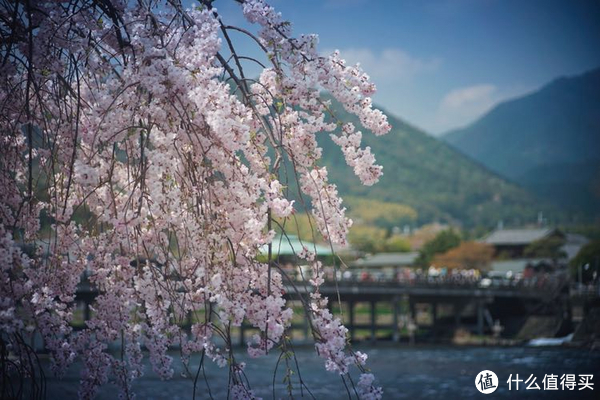 春游关西(京都,奈良,大阪樱花季)