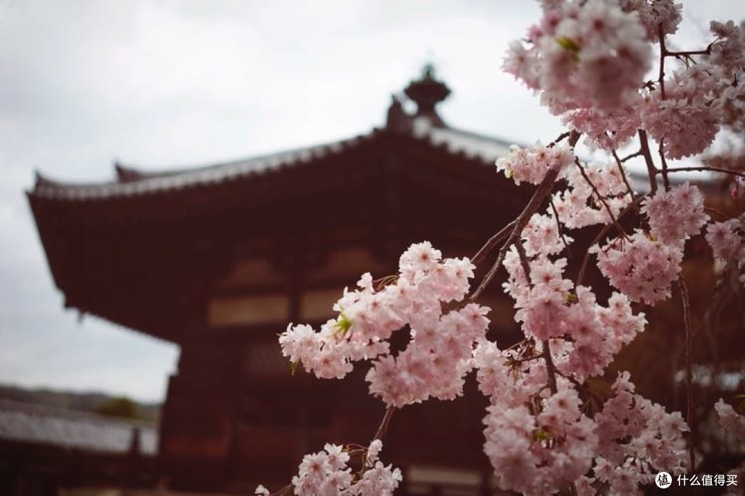 春游关西(京都,奈良,大阪樱花季)