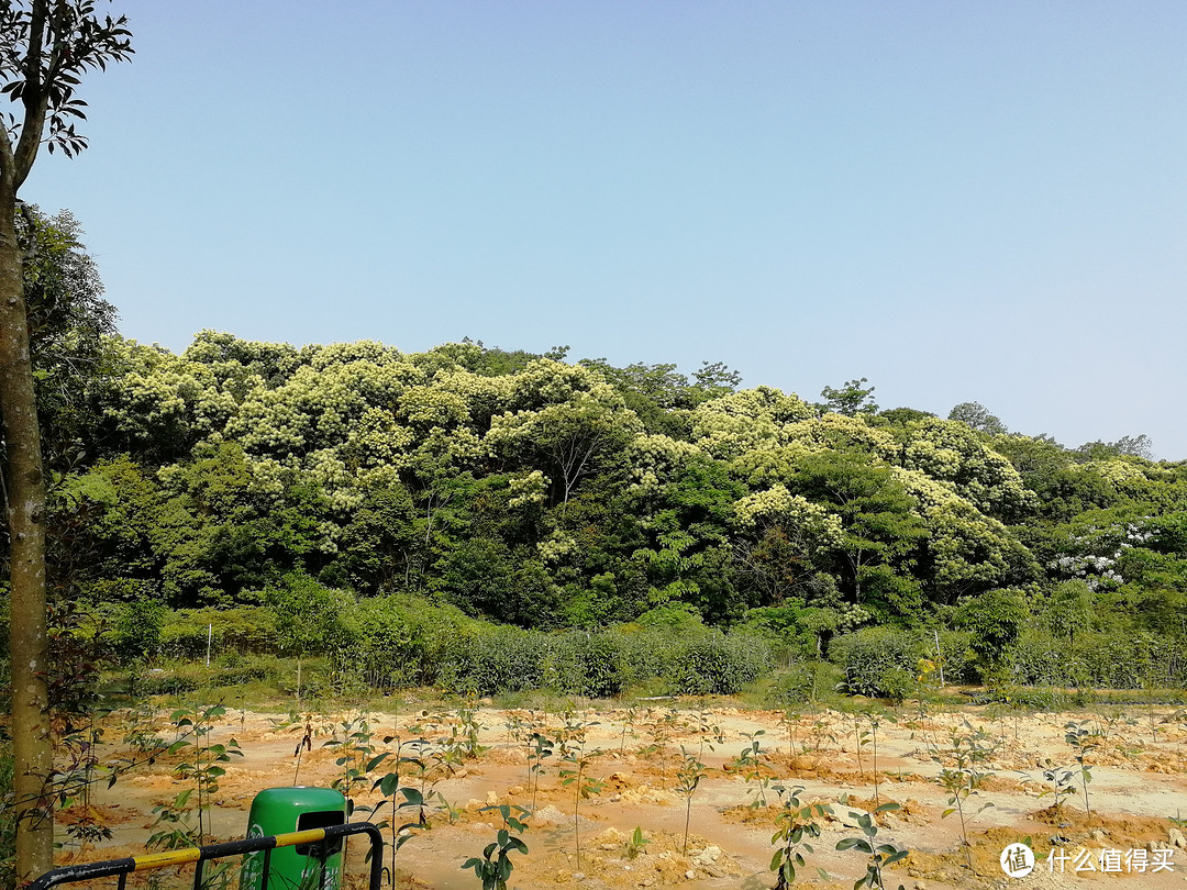 4月1日，我可能跑了个假的马拉松—东莞森林马拉松赛记