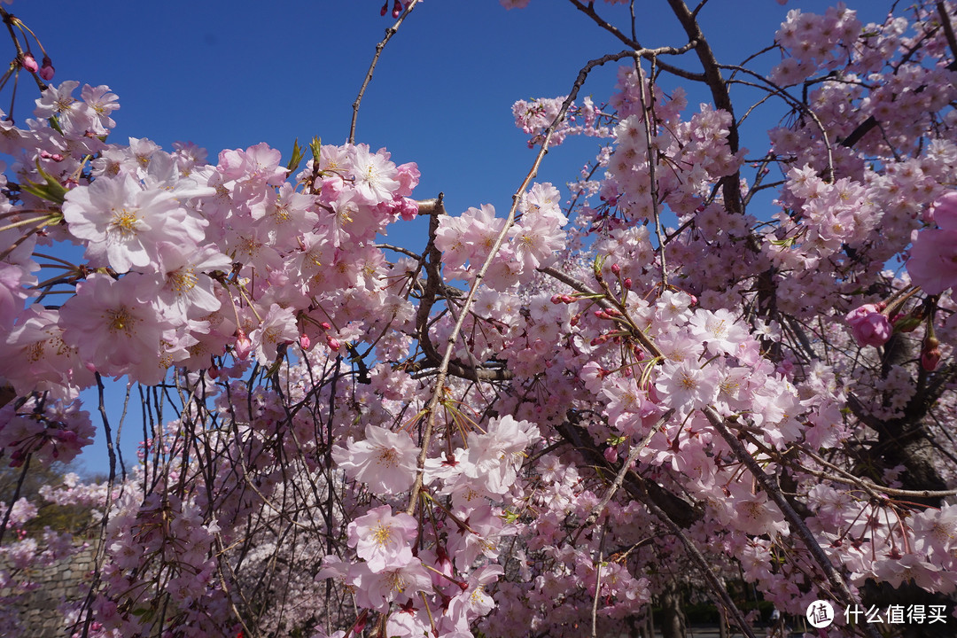 #剁主计划-广州#一个人的旅行：一个广东吃货的日本关西地区（大阪、京都、奈良）樱花季8日自由行（附关西地区行程规划路线和交通详细讲解攻略）