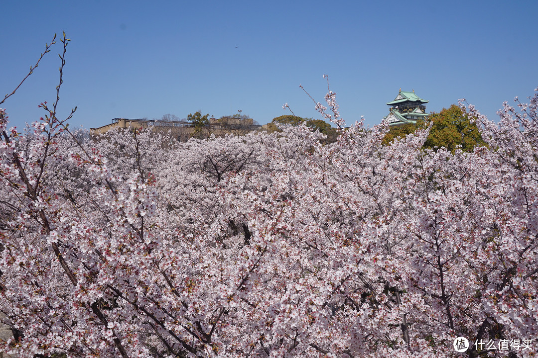 #剁主计划-广州#一个人的旅行：一个广东吃货的日本关西地区（大阪、京都、奈良）樱花季8日自由行（附关西地区行程规划路线和交通详细讲解攻略）