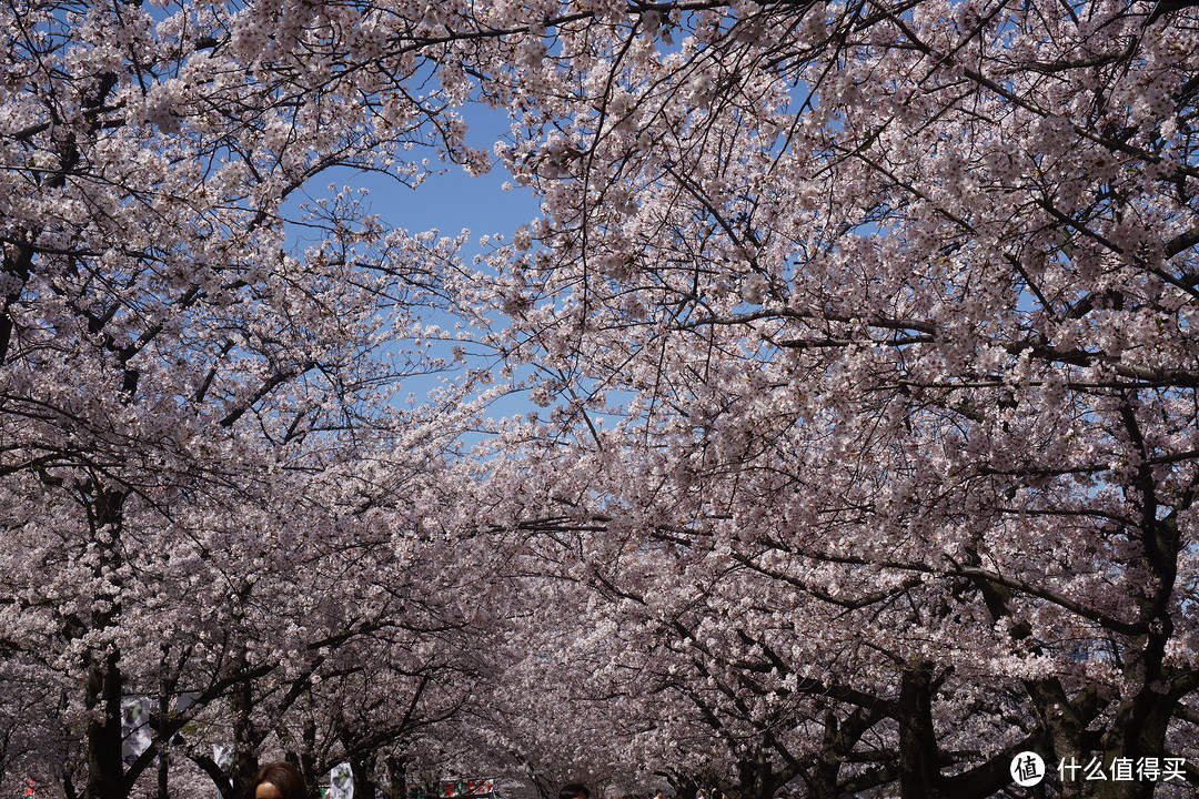 #剁主计划-广州#一个人的旅行：一个广东吃货的日本关西地区（大阪、京都、奈良）樱花季8日自由行（附关西地区行程规划路线和交通详细讲解攻略）