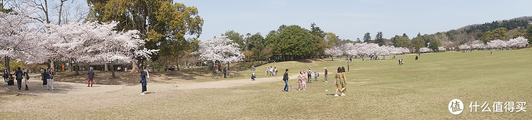 #剁主计划-广州#一个人的旅行：一个广东吃货的日本关西地区（大阪、京都、奈良）樱花季8日自由行（附关西地区行程规划路线和交通详细讲解攻略）