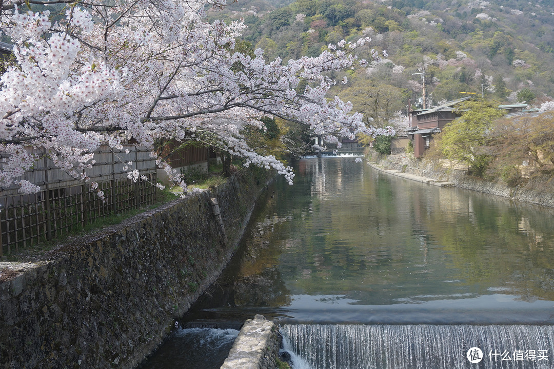 #剁主计划-广州#一个人的旅行：一个广东吃货的日本关西地区（大阪、京都、奈良）樱花季8日自由行（附关西地区行程规划路线和交通详细讲解攻略）