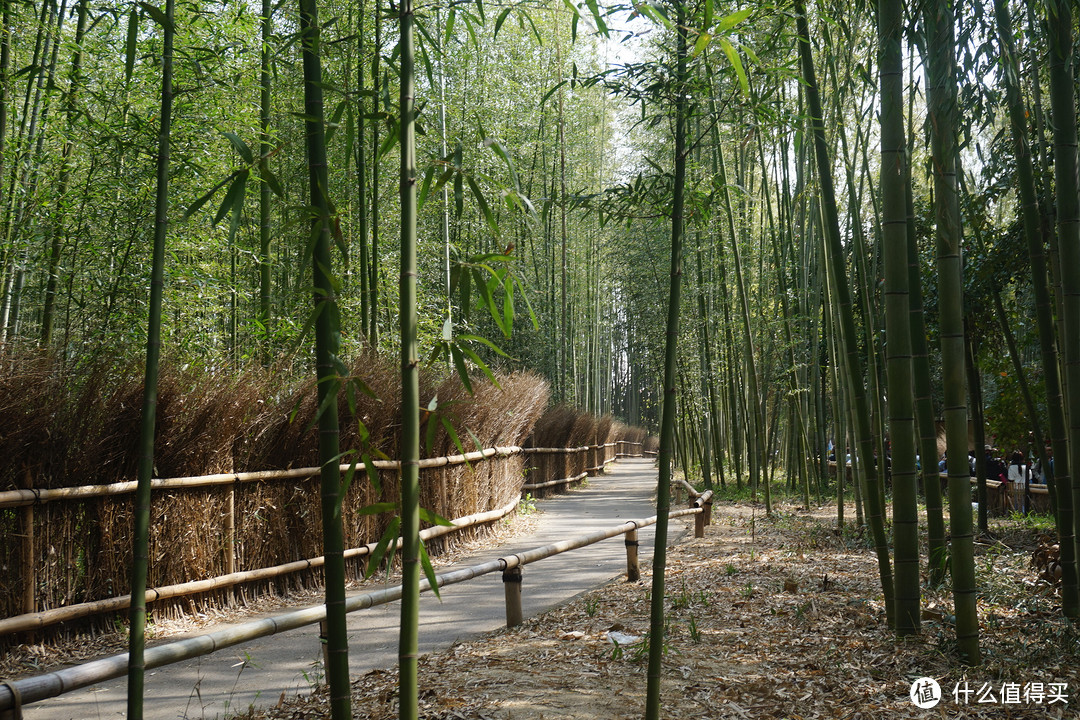 嵯峨野竹林